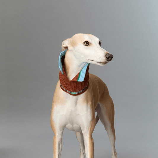 Color Heal Series Multifunctional Merino Wool Collar for Pets & Humans