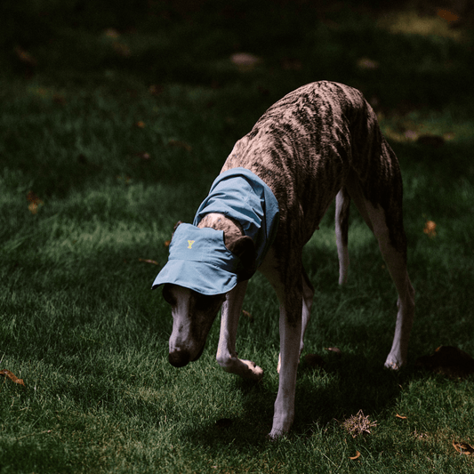 Dog looking up while wearing the Oasis Series Ultralight 3-in-1 Pet Neck Gaiter