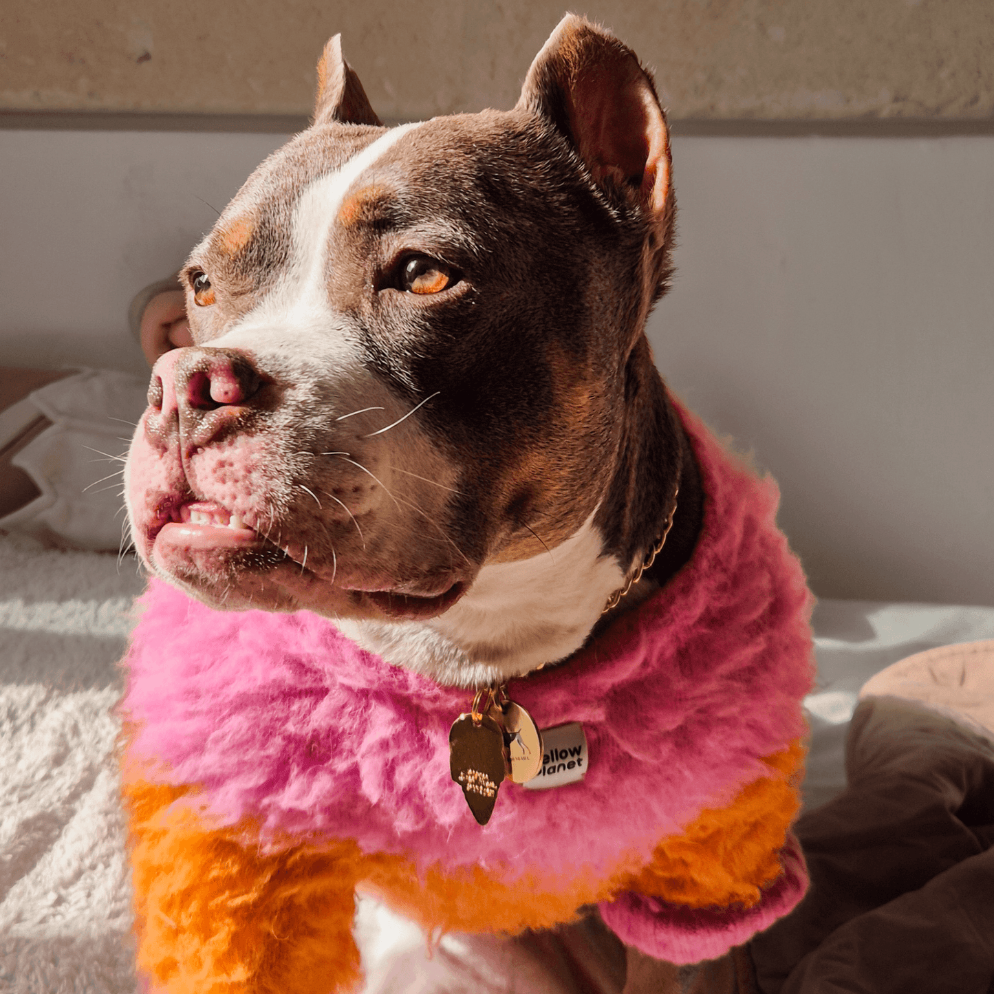 Bulldog wearing Fuwa Fuwa Sunset Glow vest showing relaxed and cute style