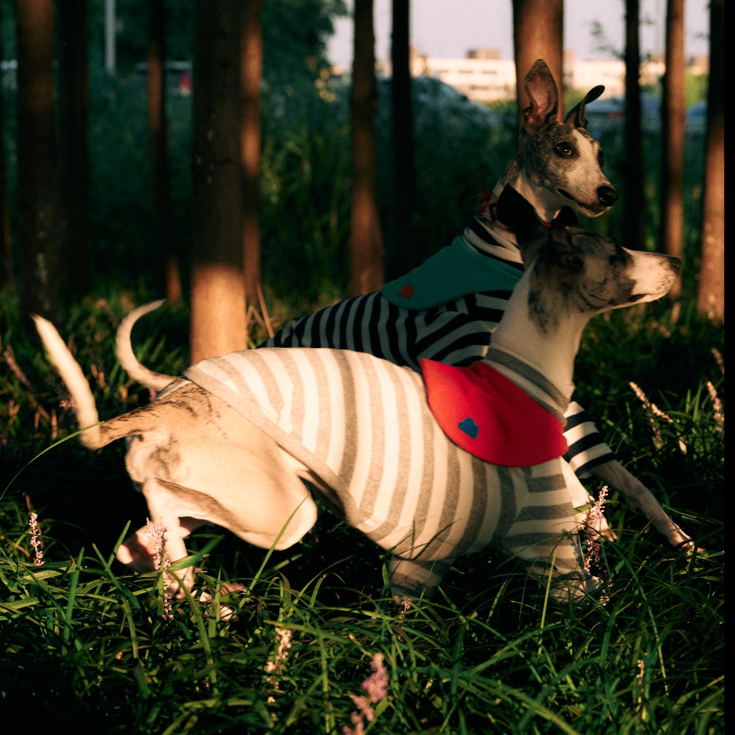 Lifestyle main image of Colorful Daily Series Classic Stripe Yarn-Dyed Two-Leg Pet Outfit with detachable bandana