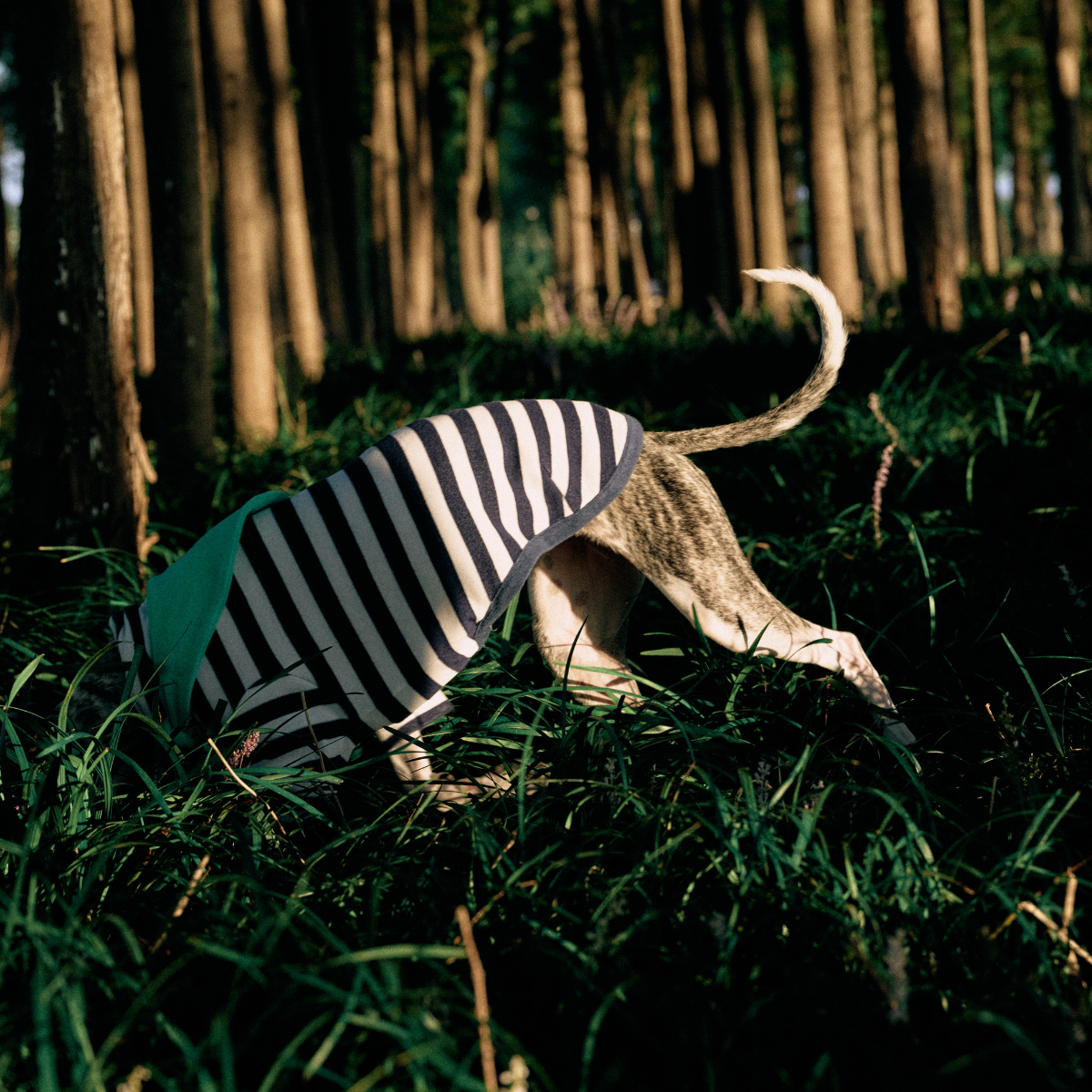 Dog wearing the Colorful Daily Series navy stripe yarn-dyed two-leg pet outfit with green bandana, exploring in forest grass, side view