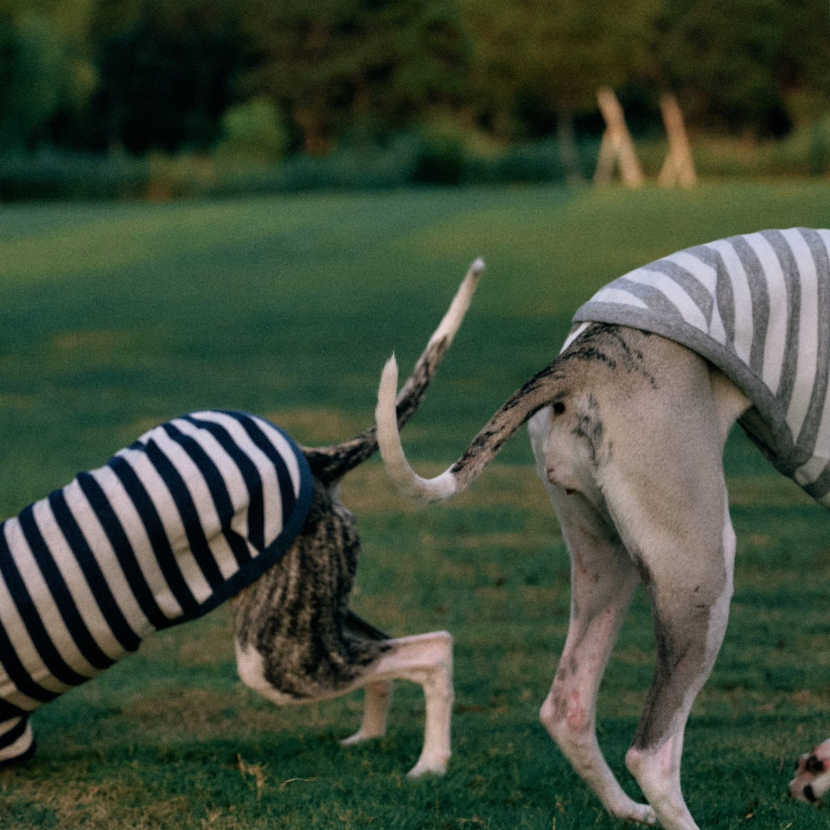 Two greyhound dogs wearing the Colorful Daily Series yarn-dyed two-leg pet outfits, one in navy stripe and one in grey stripe, standing back to back with tails touching, side view
