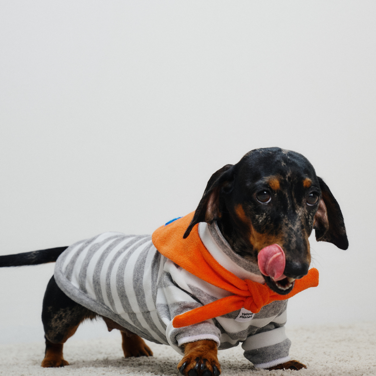 Dachshund dog wearing Colorful Daily Series Classic Stripe × Color Yarn-dyed Two-Leg Pet Outfit in gray stripe with orange bandana, front view on white background, cutely licking nose