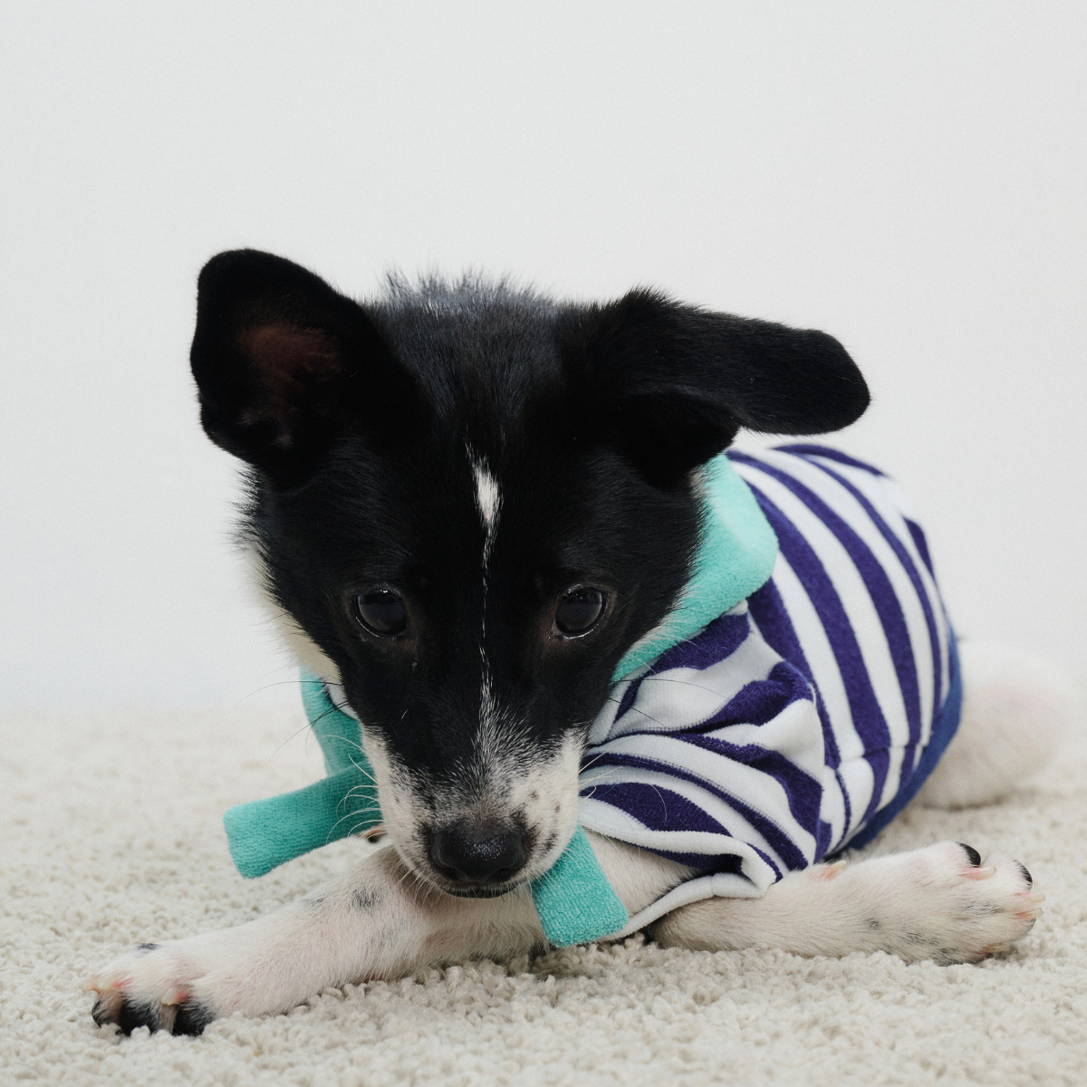 Small dog wearing Colorful Daily Series Classic Stripe × Color Yarn-dyed Two-Leg Pet Outfit in blue stripe with green bandana, lying on carpet and cutely looking forward