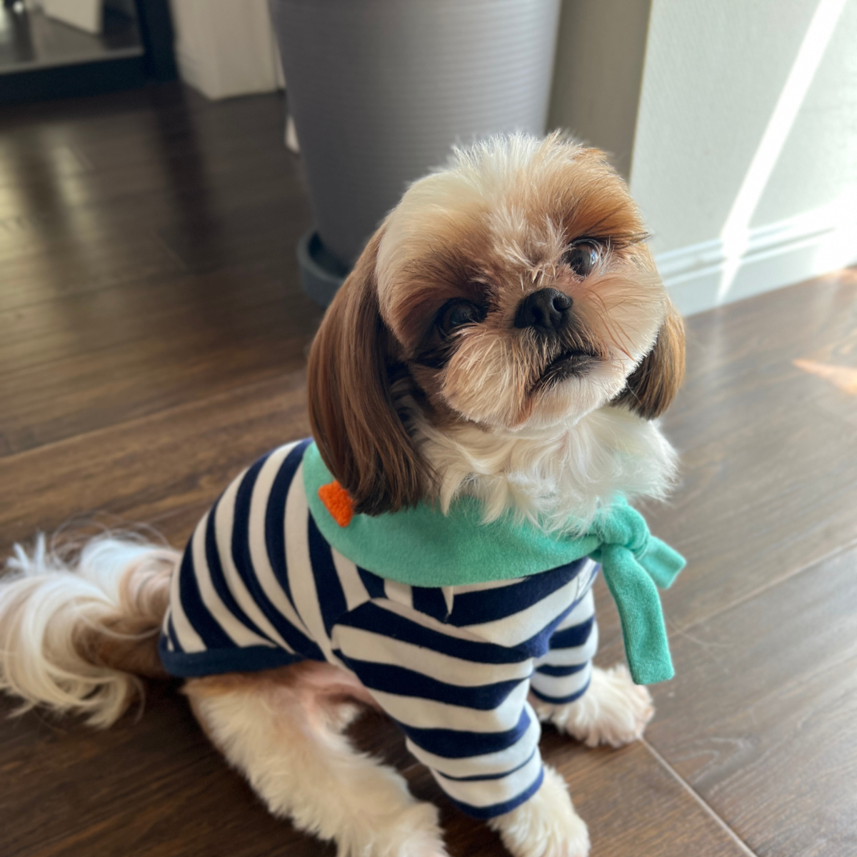 Small dog wearing Colorful Daily Series Classic Stripe × Color Yarn-dyed Two-Leg Pet Outfit in blue stripe with green bandana, sitting on the floor indoors