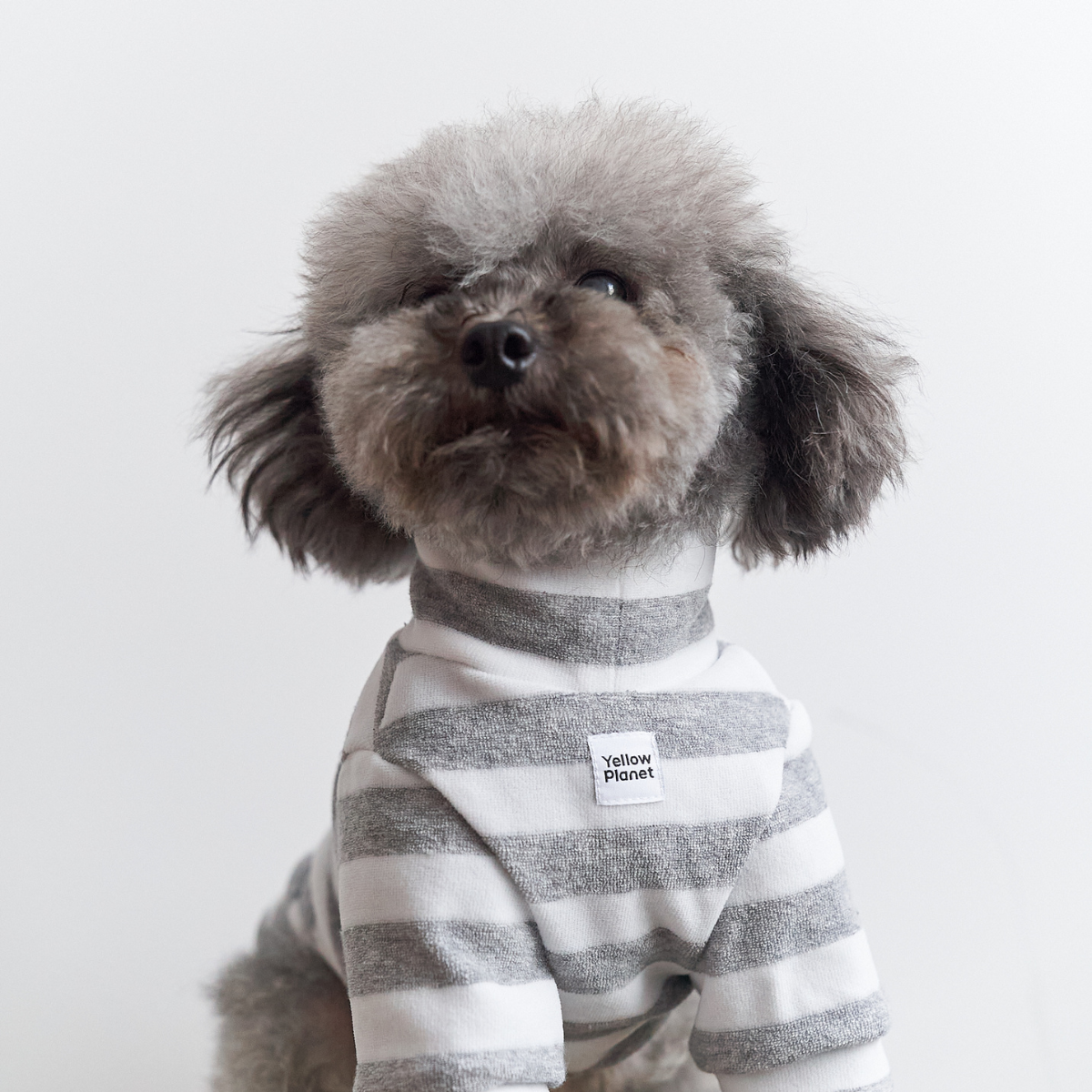 Small gray dog wearing Colorful Daily Series Classic Stripe × Color Yarn-dyed Two-Leg Pet Outfit in gray stripe, sitting front view on white background, looking up