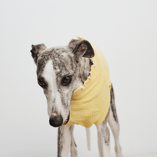 Front view of greyhound wearing pale yellow Colorful Daily Series Wavy 3D Pleated Pet Vest