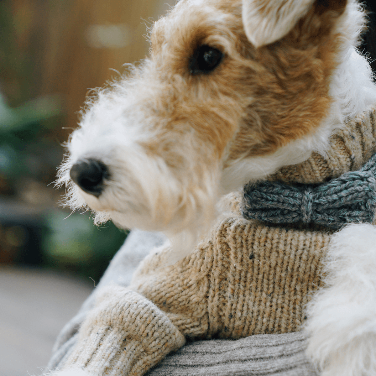 Funky Gentle Dog Series | Hand-Knitted Bow Tie in Alpaca & Wool Blend Sage Green Tweed