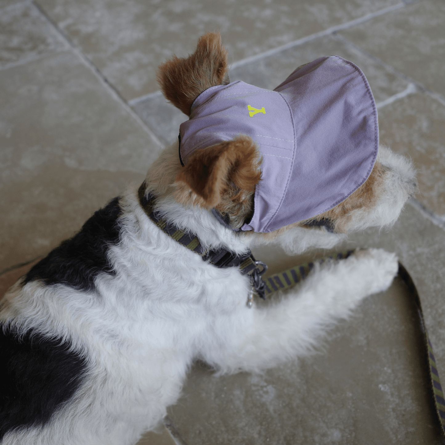 Oasis Series3-in-1 Cooling & UV-Blocking Pet Cap – Reversible Lightweight Dog Hat