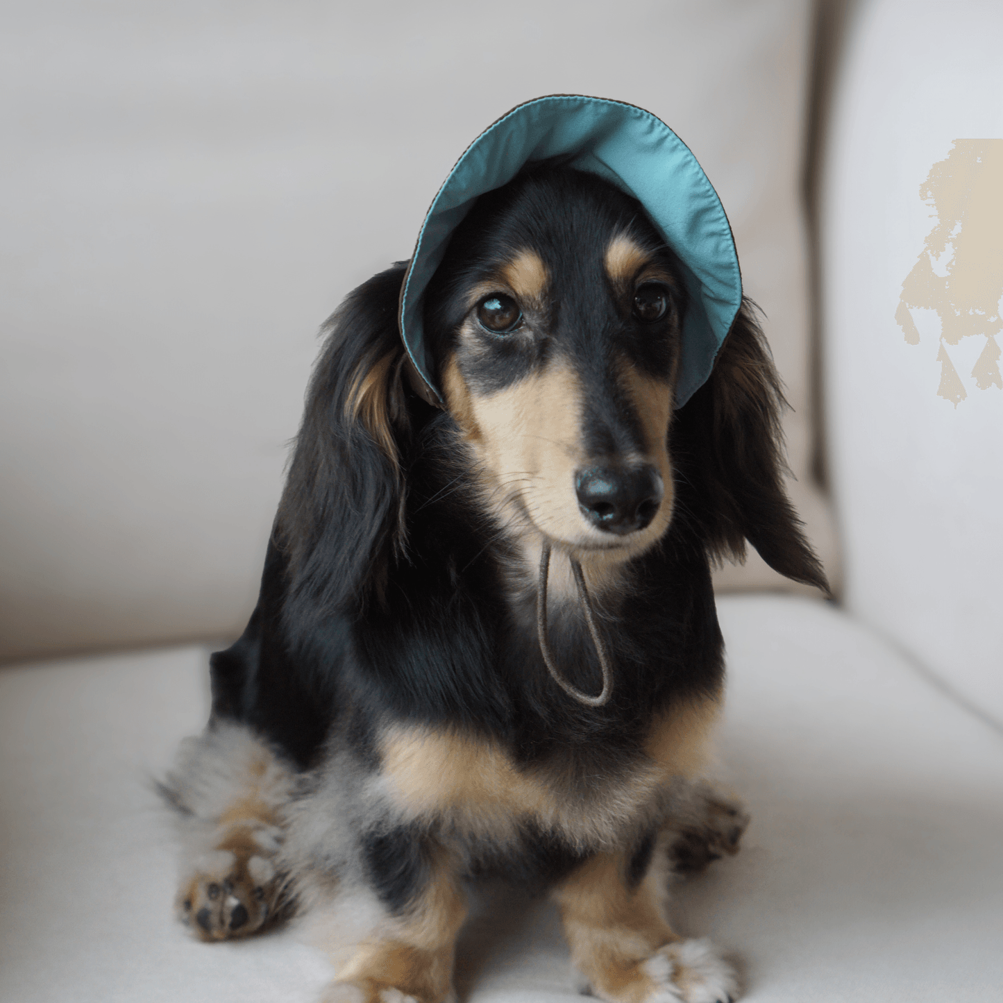 Oasis Series3-in-1 Cooling & UV-Blocking Pet Cap – Reversible Lightweight Dog Hat