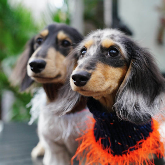 Pawsome Granny Gang Handmade "Duality" Wool & Yarn Snood for Pets