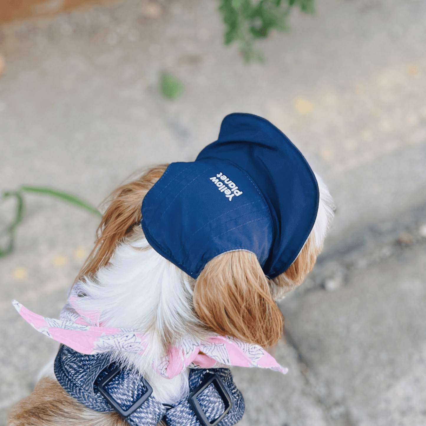 Top view of a dog walking on the street wearing a navy blue Oasis Series pet cap with visible logo