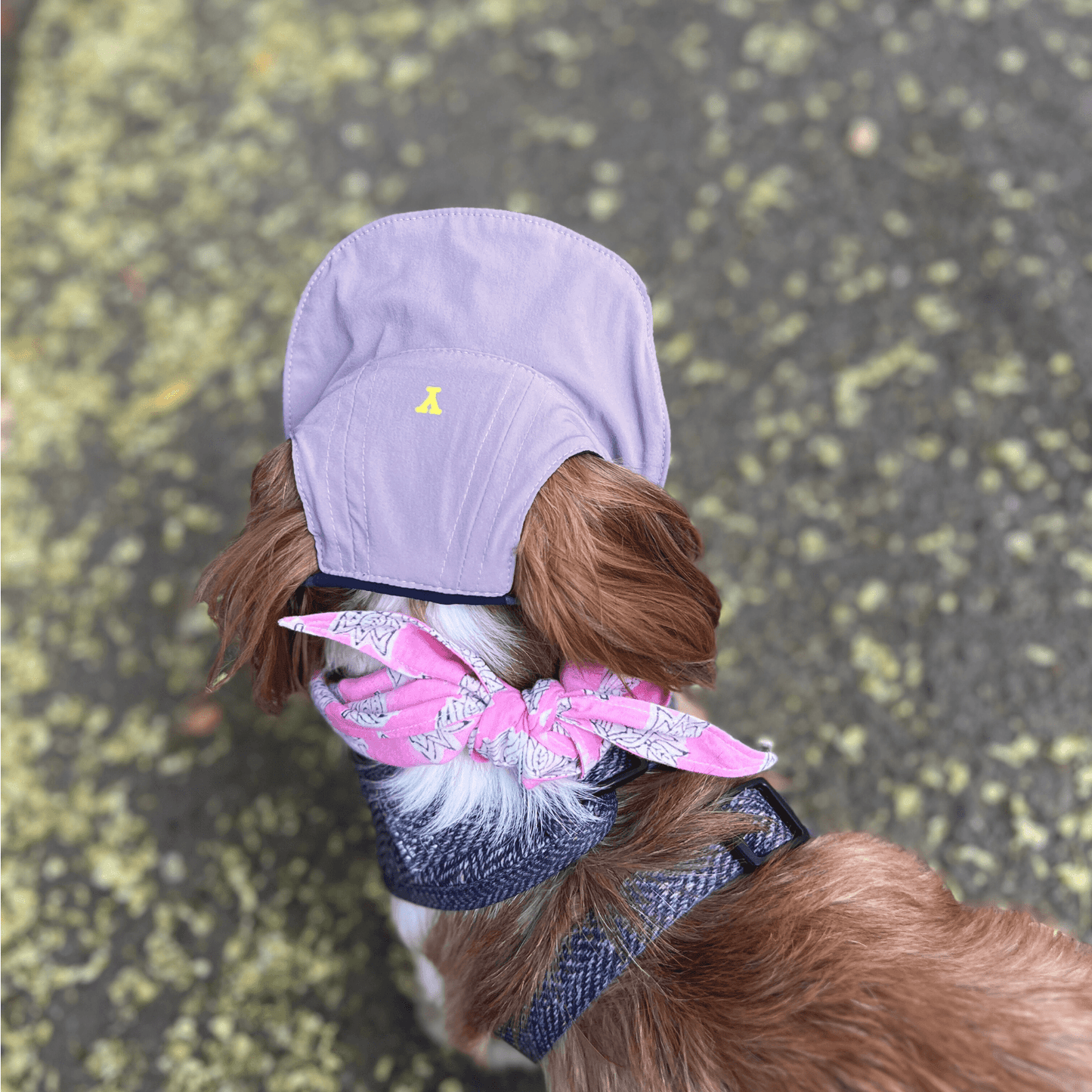 Top view of a dog walking on the street wearing a purple Oasis Series pet cap with visible logo