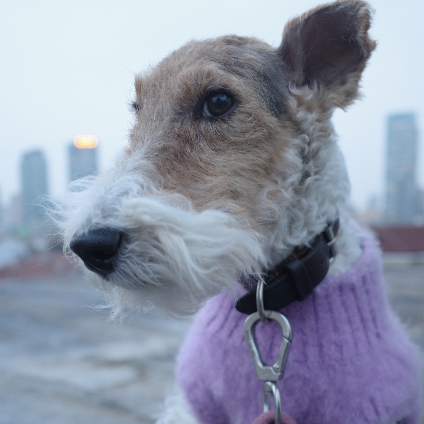 Dog wearing Yellow Market Series Artist Collaboration purple grape knit vest, fleece-lined and stretch design, close-up upper body view