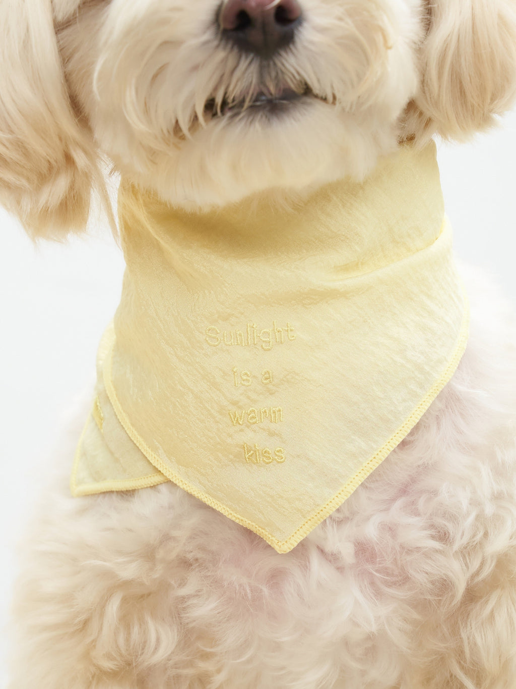 Colorful Daily  “Little Thoughts from Dogs & Cats” Bandana