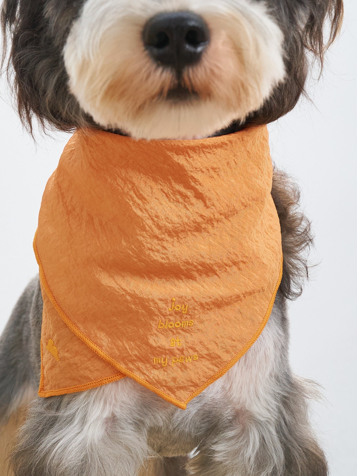 Colorful Daily  “Little Thoughts from Dogs & Cats” Bandana