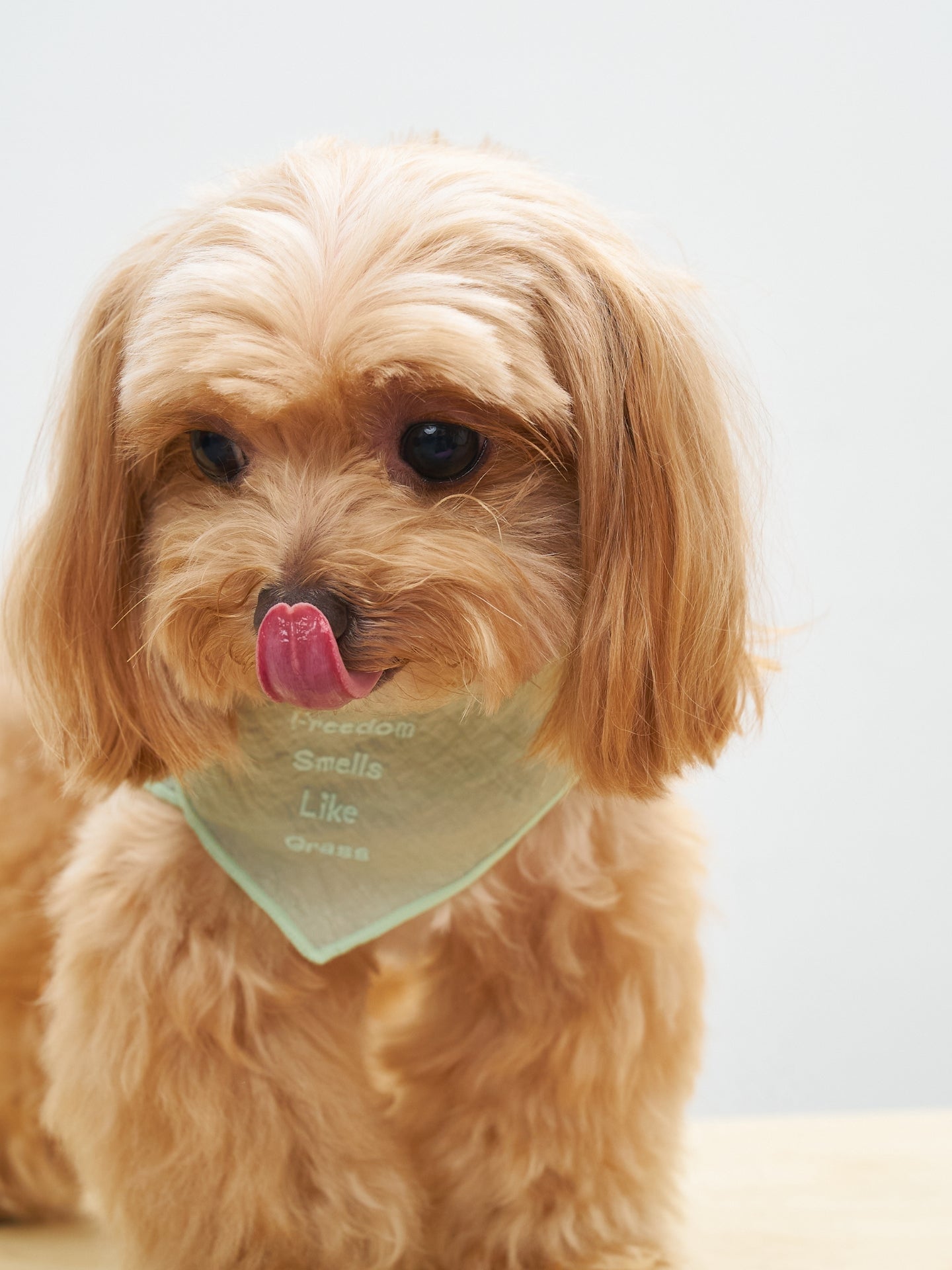 Colorful Daily  “Little Thoughts from Dogs & Cats” Bandana