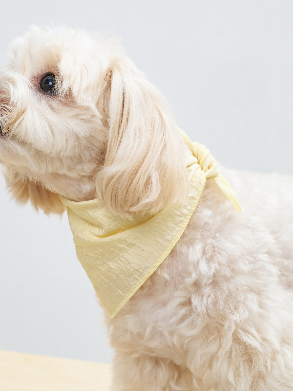 Colorful Daily  “Little Thoughts from Dogs & Cats” Bandana