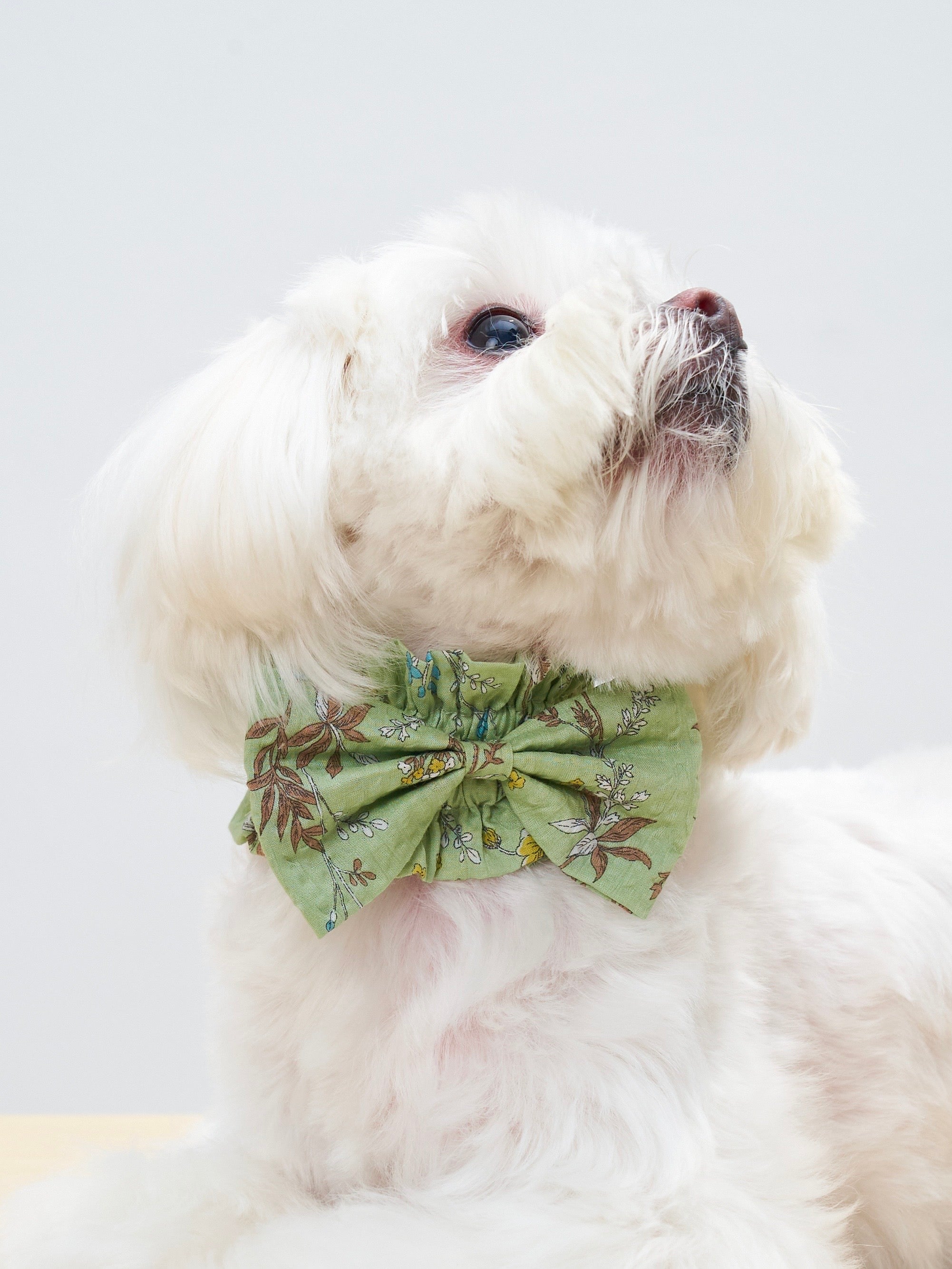 Colorful Daily Nature's Verse Bow Neckpiece