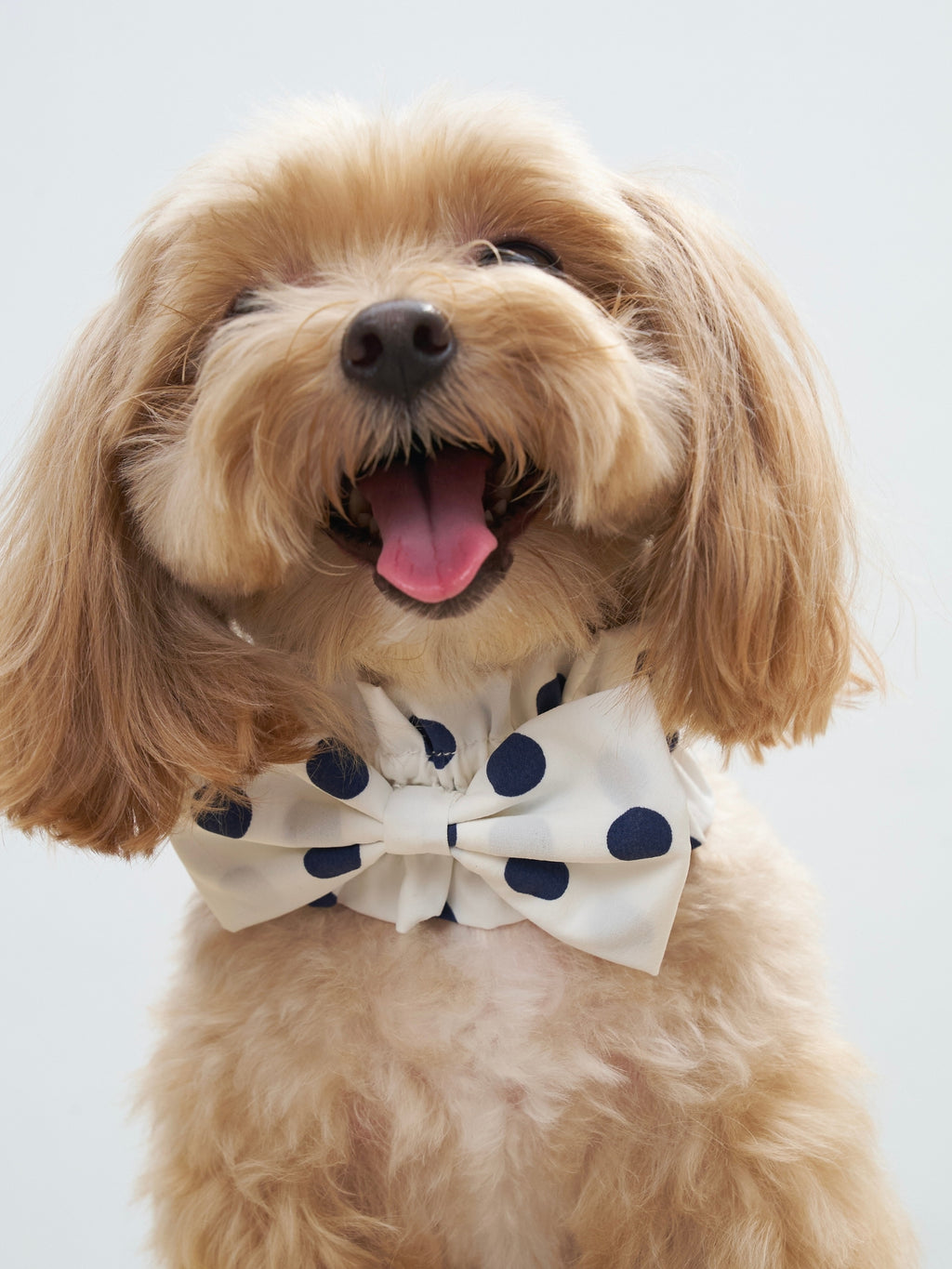 Oasis Polka Dot Bow Neckpiece