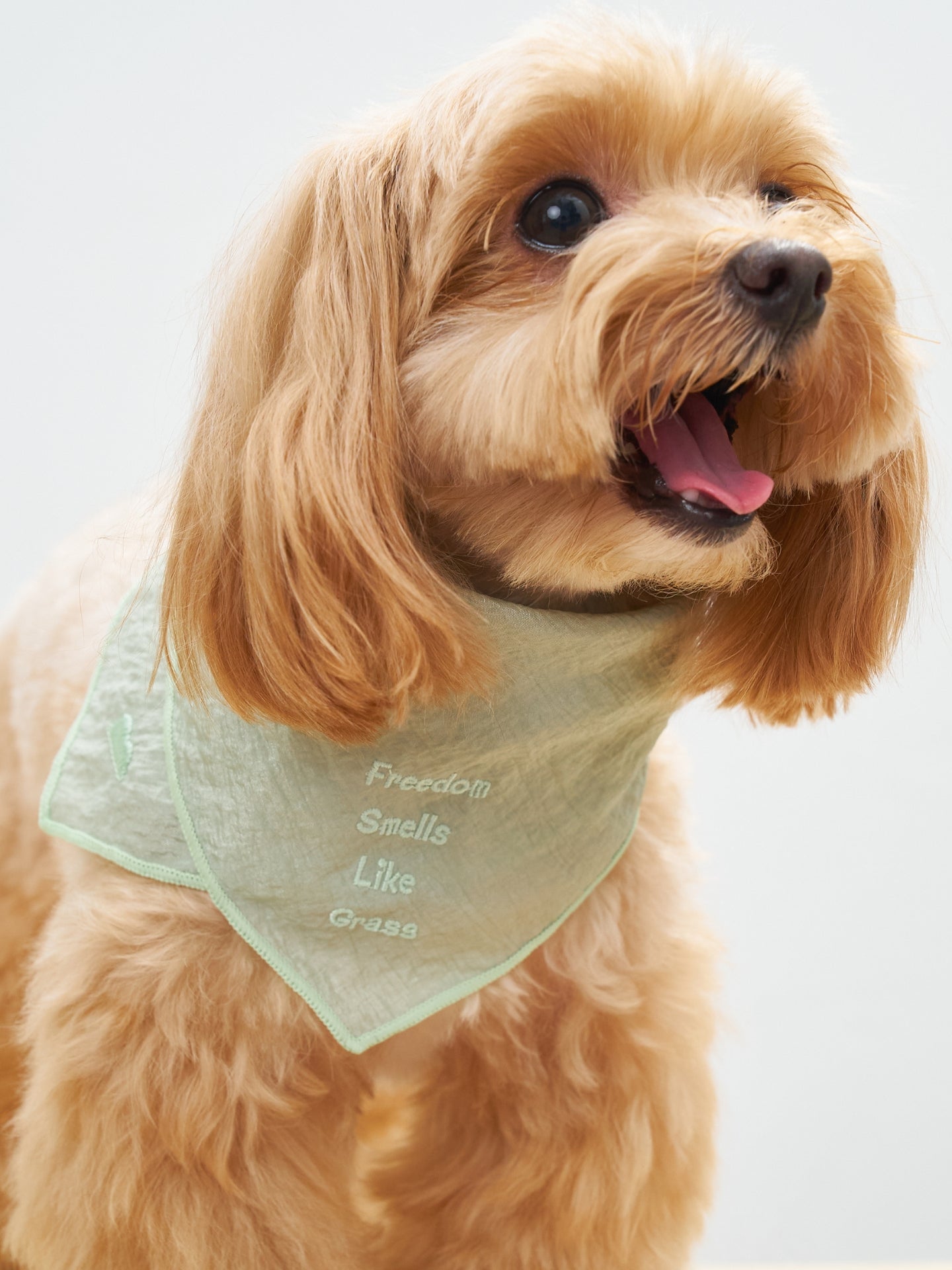 Colorful Daily  “Little Thoughts from Dogs & Cats” Bandana