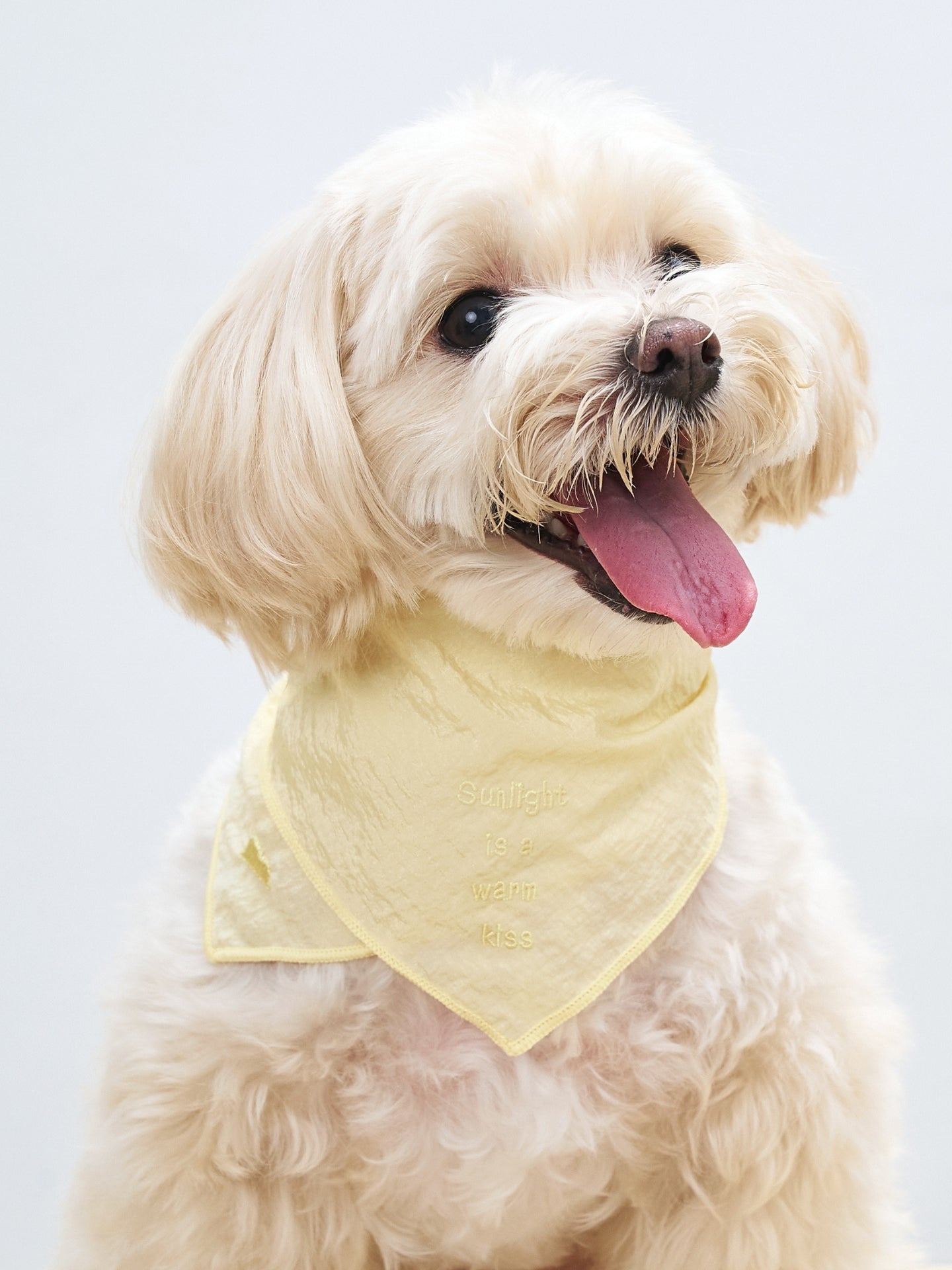 Colorful Daily  “Little Thoughts from Dogs & Cats” Bandana