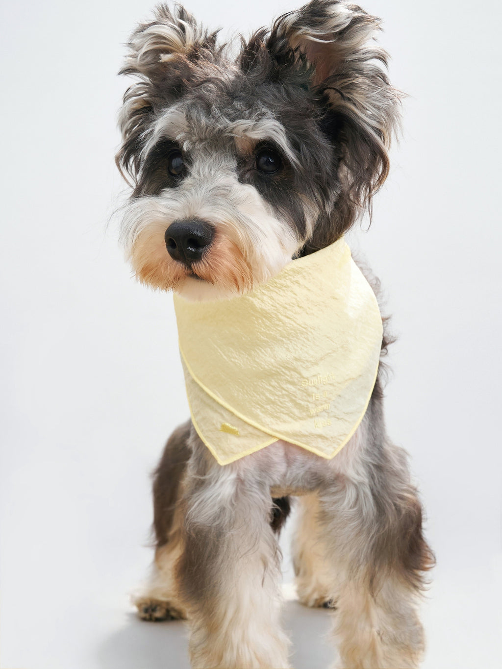 Colorful Daily  “Little Thoughts from Dogs & Cats” Bandana