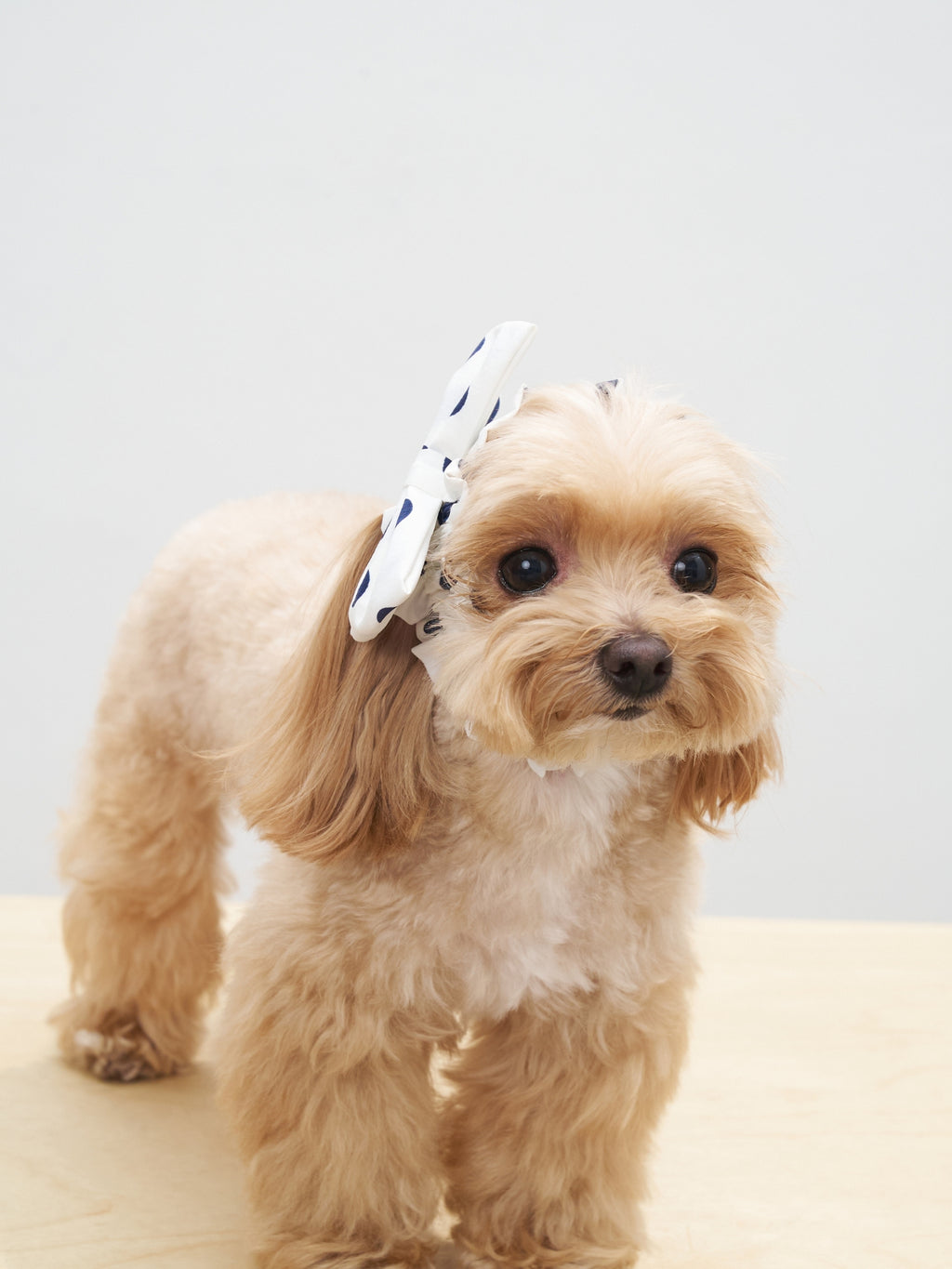 Oasis Polka Dot Bow Neckpiece