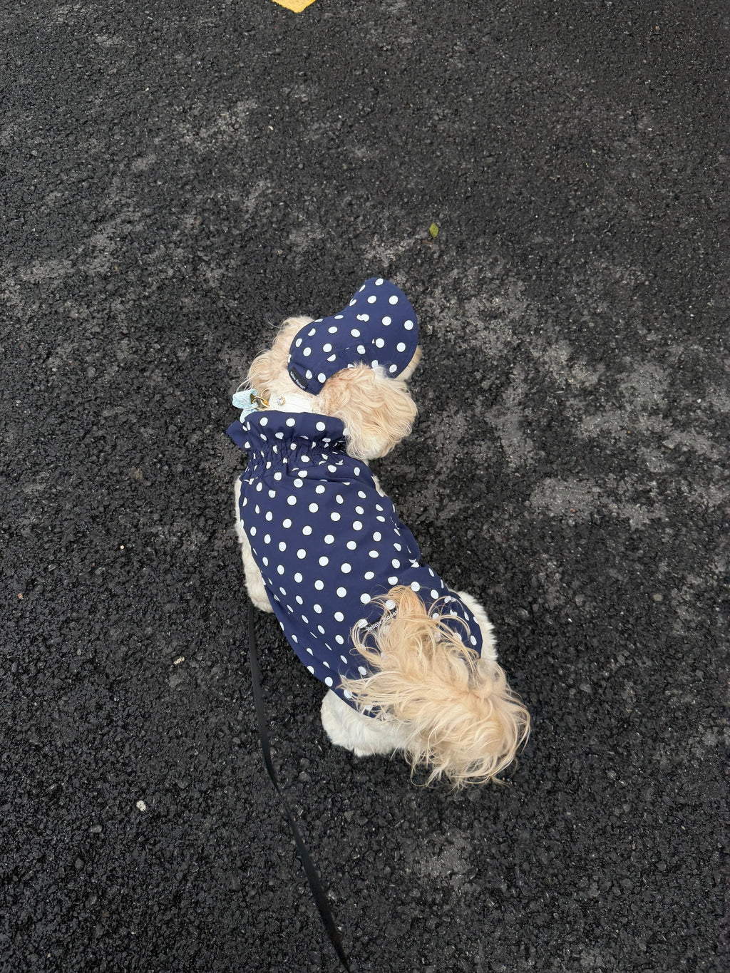 Oasis Polka Dot UV Protection（Fixed Brim）