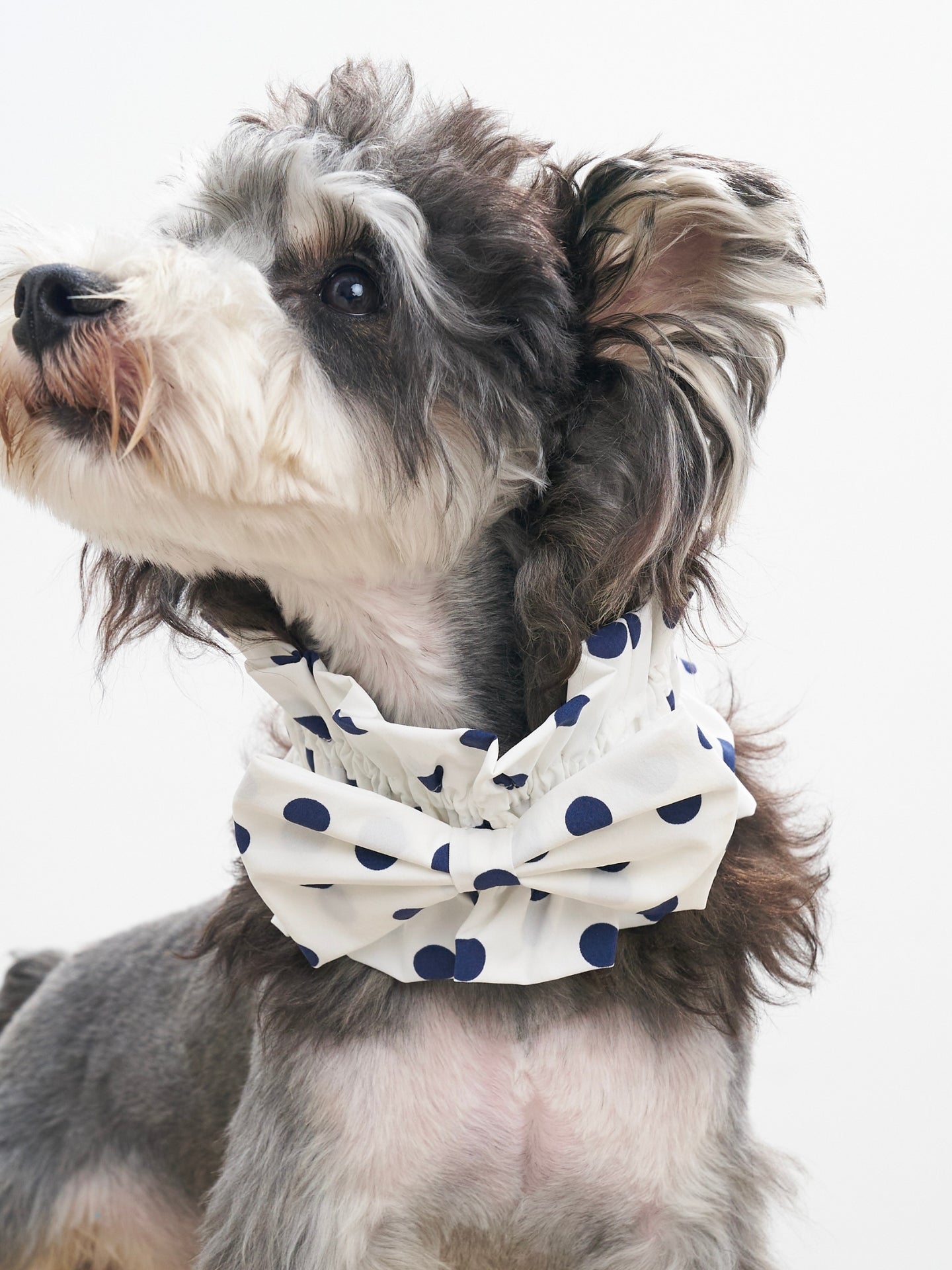 Oasis Polka Dot Bow Neckpiece