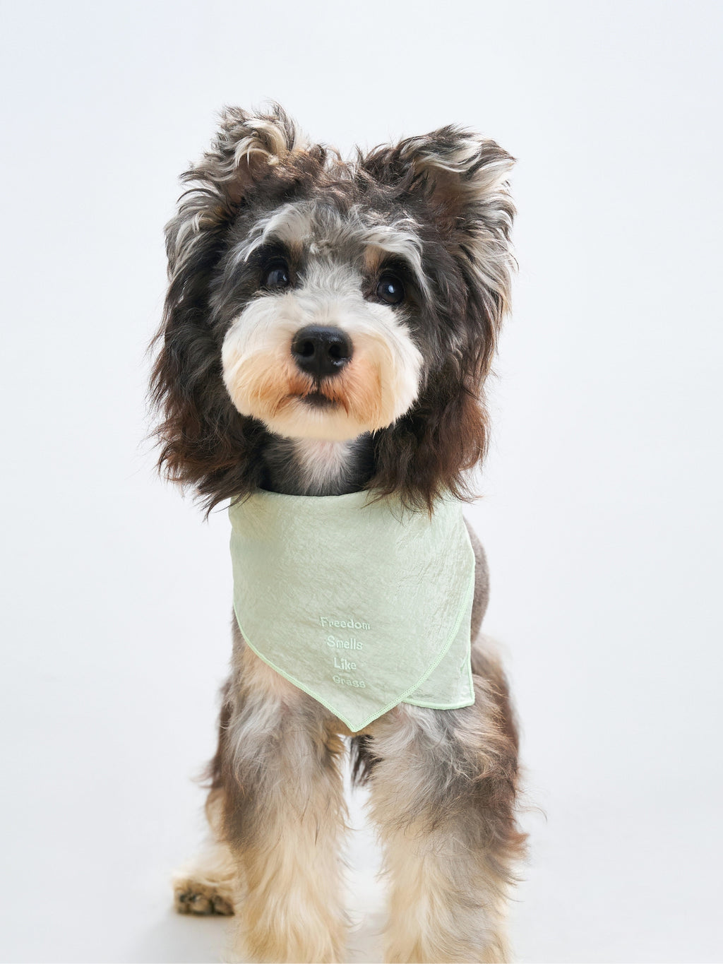 Colorful Daily  “Little Thoughts from Dogs & Cats” Bandana
