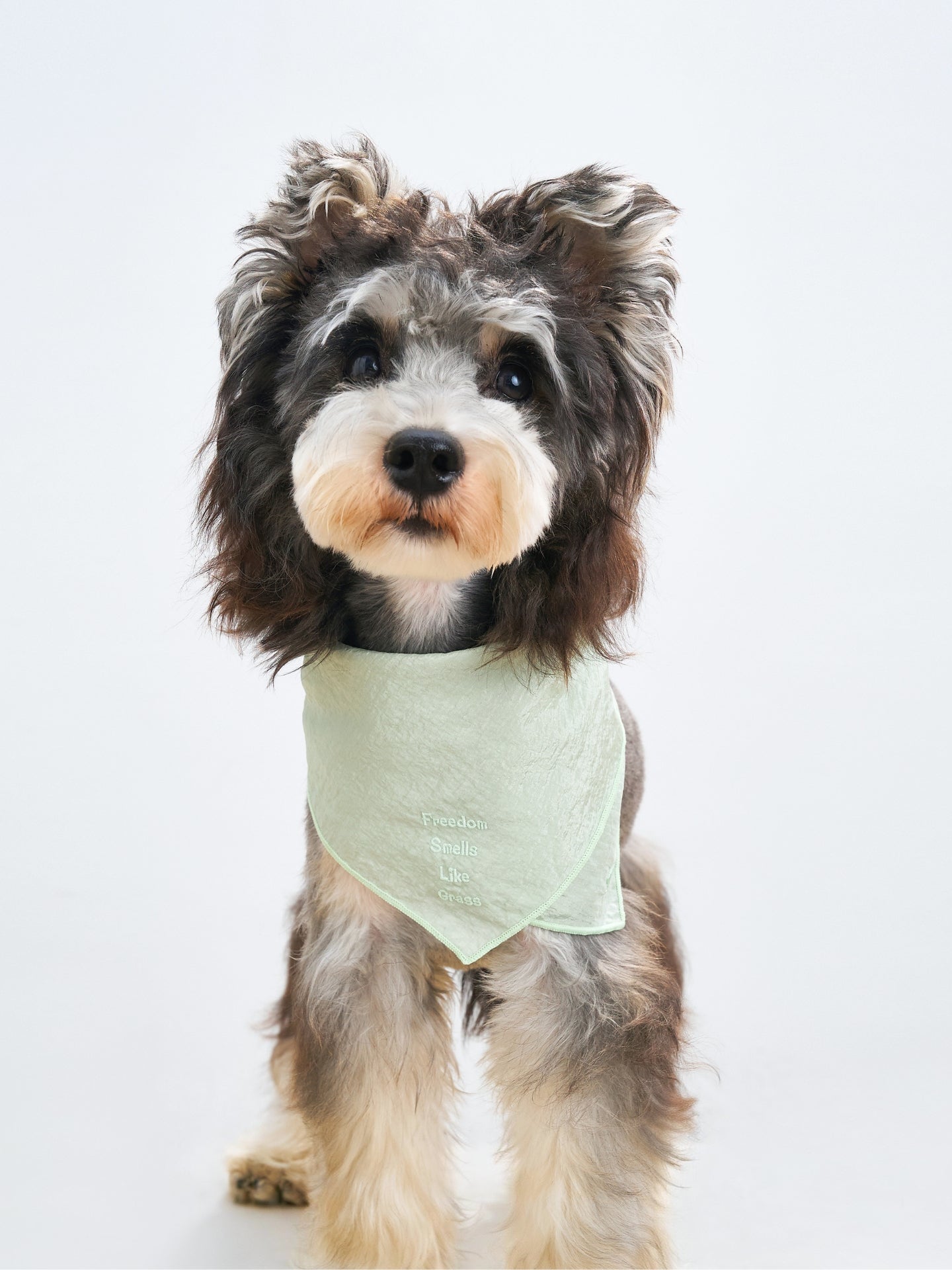 Colorful Daily  “Little Thoughts from Dogs & Cats” Bandana