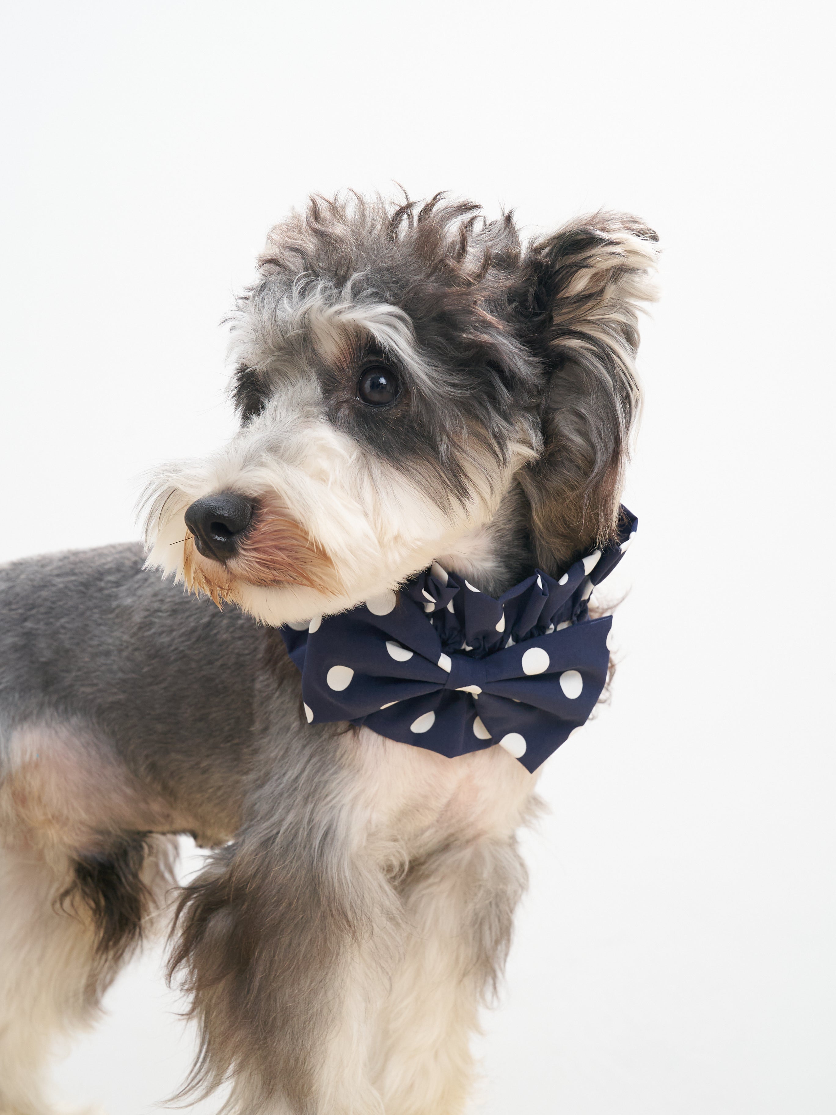 Oasis Polka Dot Bow Neckpiece