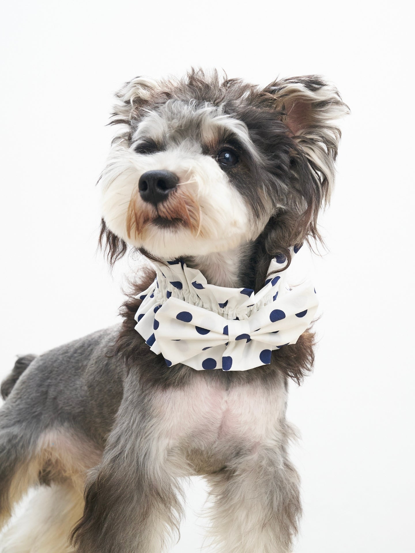 Oasis Polka Dot Bow Neckpiece