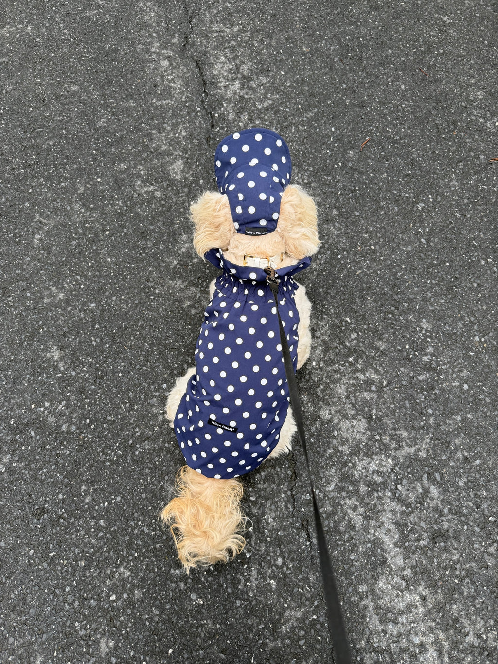 Oasis Polka Dot UV Protection（Fixed Brim）