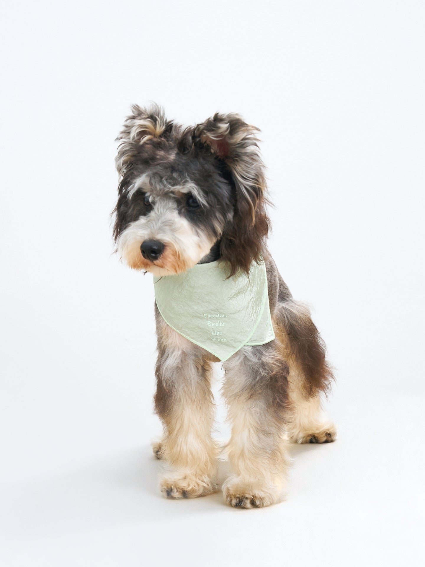 Colorful Daily  “Little Thoughts from Dogs & Cats” Bandana