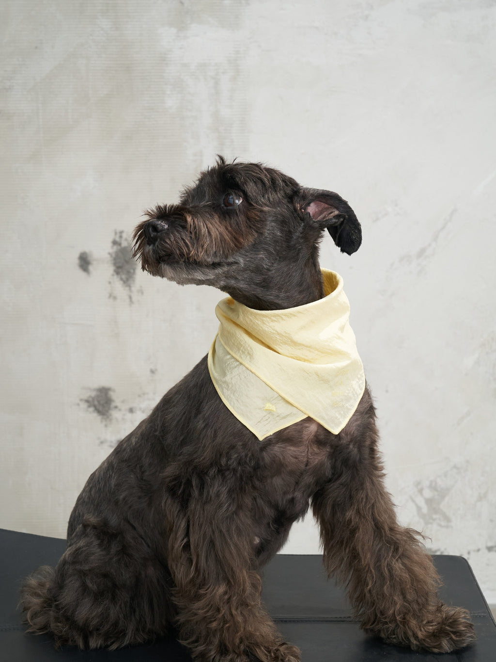 Colorful Daily  “Little Thoughts from Dogs & Cats” Bandana