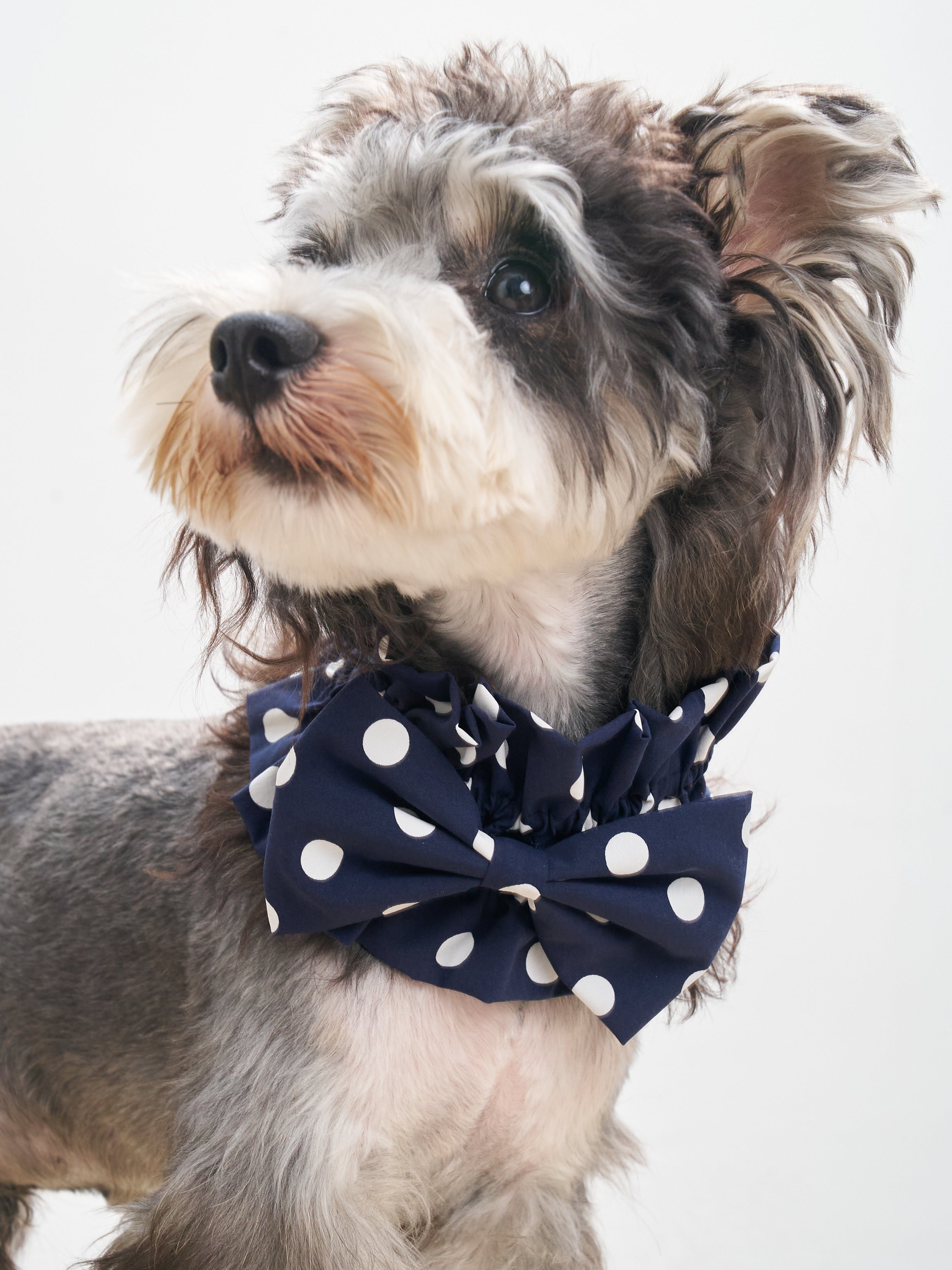 Oasis Polka Dot Bow Neckpiece