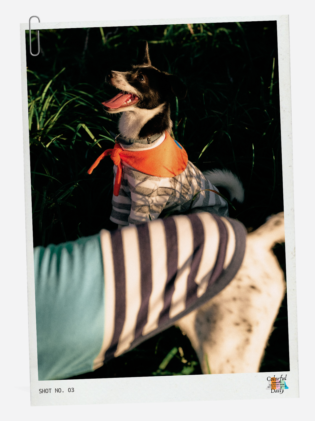 Colorful Daily Series Yarn-dyed Pet Stripe Outfit (Includes Matching Bandana)