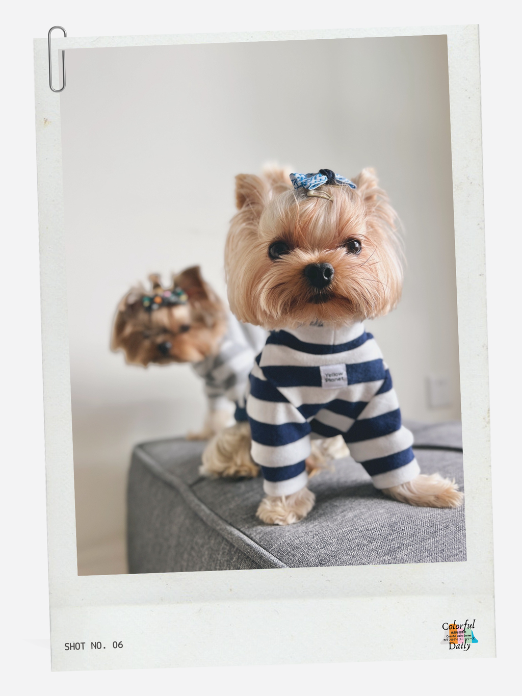 Colorful Daily Series Yarn-dyed Pet Stripe Outfit (Includes Matching Bandana)