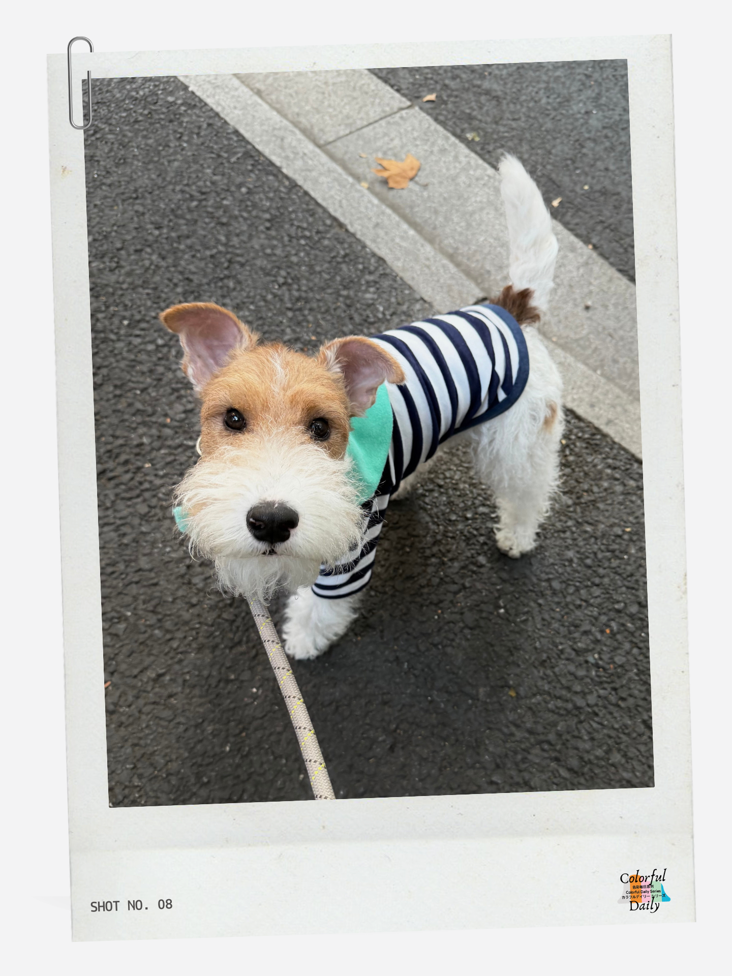 Colorful Daily Series Yarn-dyed Pet Stripe Outfit (Includes Matching Bandana)