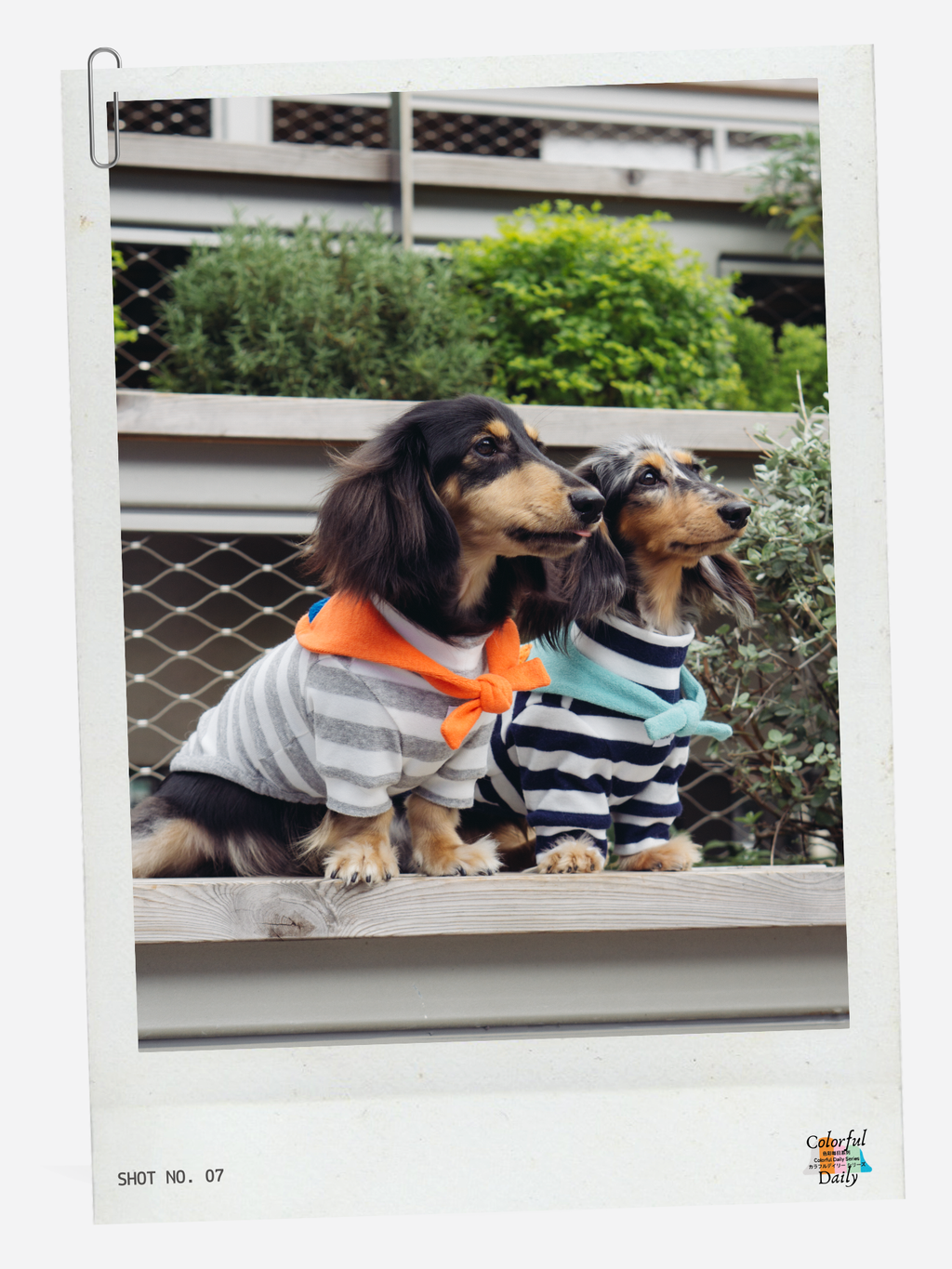 Colorful Daily Series Yarn-dyed Pet Stripe Outfit (Includes Matching Bandana)