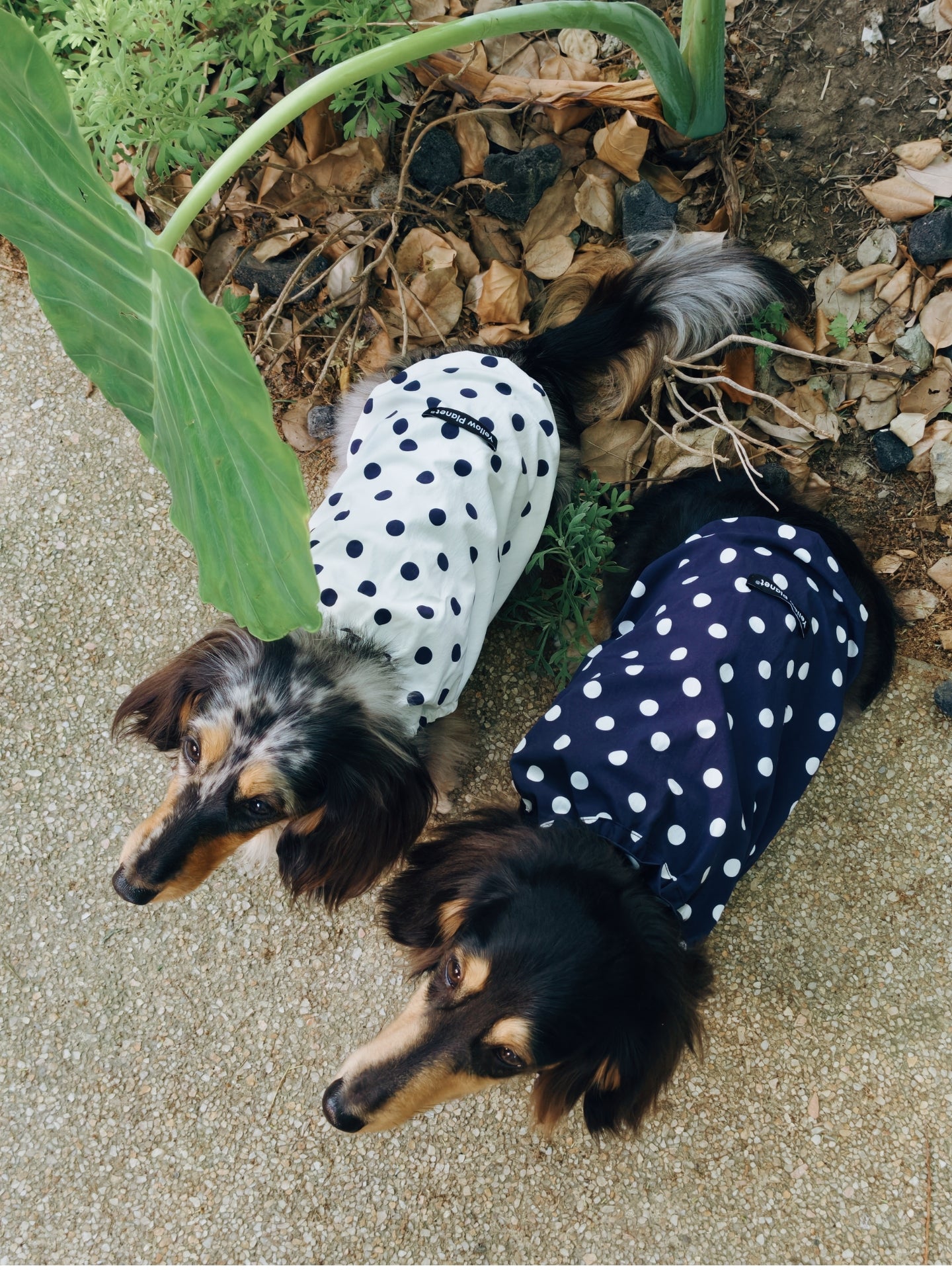 Oasis Polka Dot UV / Cooling Pet Tank