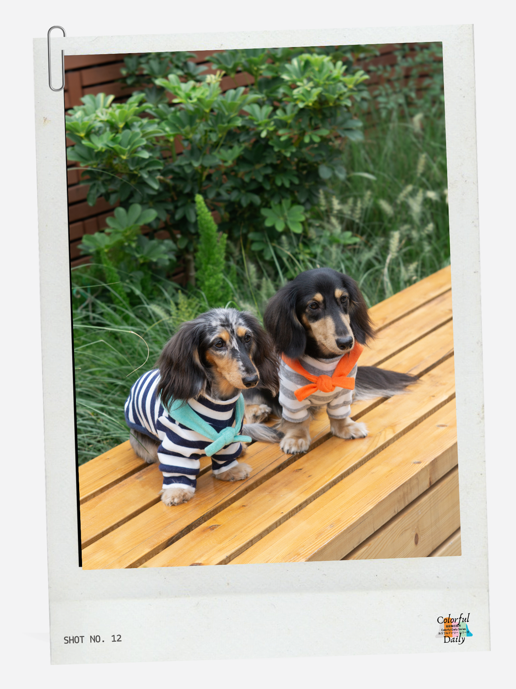 Colorful Daily Series Yarn-dyed Pet Stripe Outfit (Includes Matching Bandana)