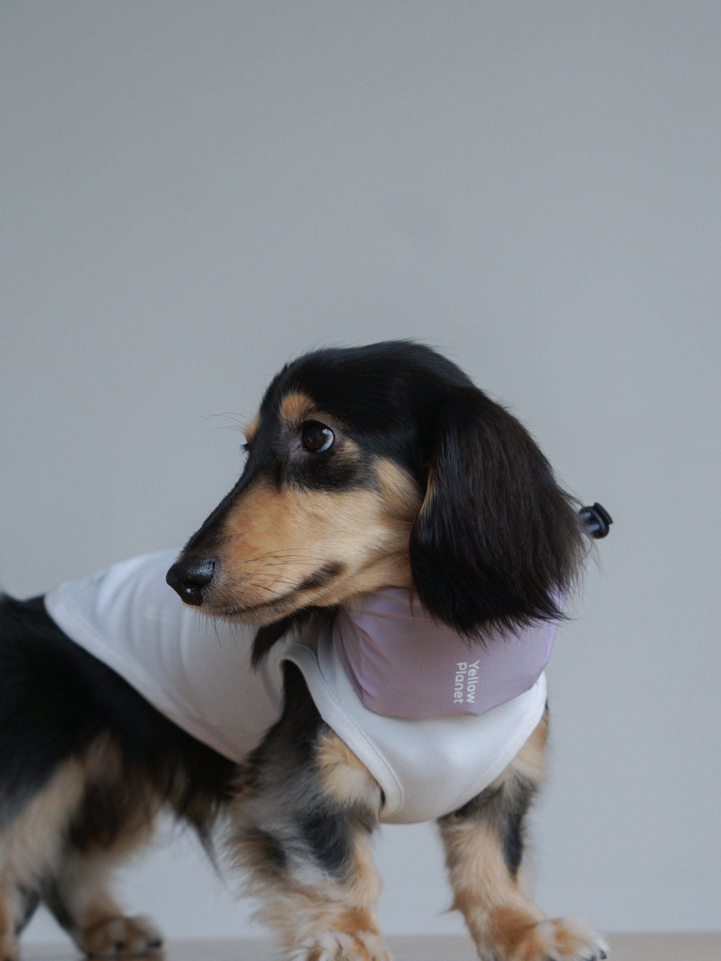 Oasisシリーズ 超軽量マルチ ペットネックゲイター