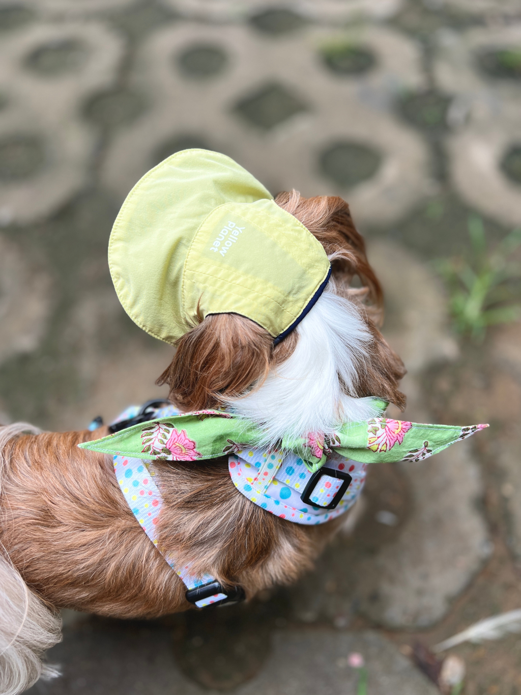 Oasis Series 3-IN-1 Reversible Lightweight Pet Cap (Adjustable)