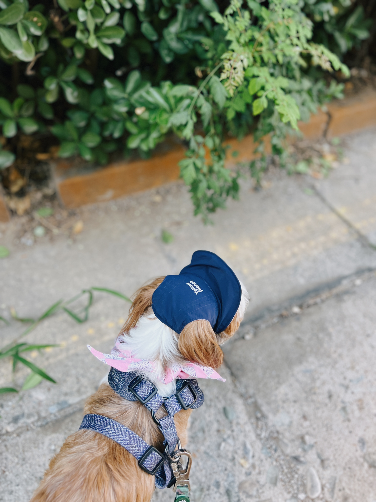 Oasis Series 3-IN-1 Reversible Lightweight Pet Cap (Adjustable)