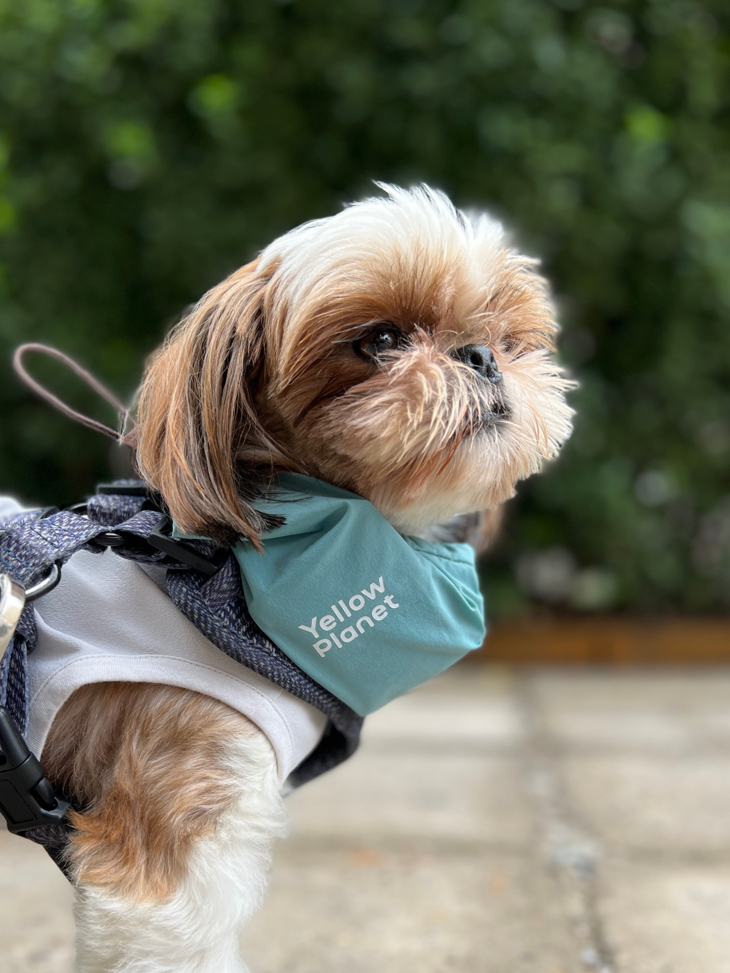 Oasisシリーズ 超軽量マルチ ペットネックゲイター