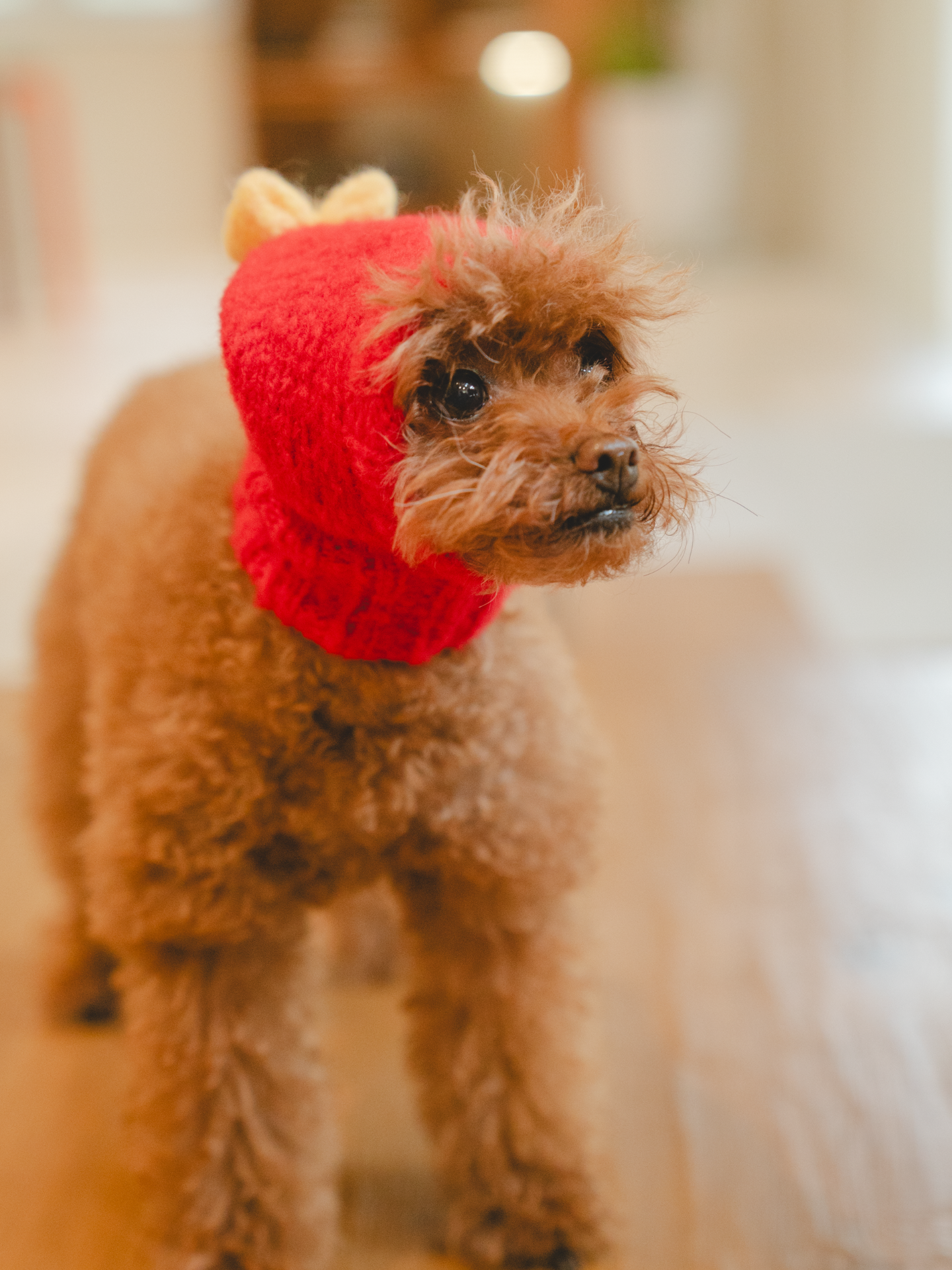 Pawsome Granny Gang Series Handcraft Fashion "MOCHI BONBON" Wool Knit Beanie