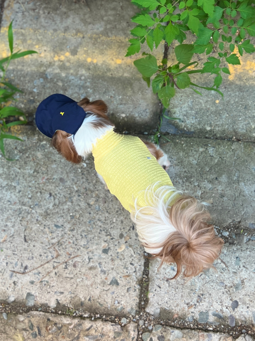 Oasis Series 3-IN-1 Reversible Lightweight Pet Cap (Adjustable)